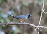 Black-faced monarch. Adult bird on branch. Conondale Ranges, Queensland, Australia, October 2014. Image © Philip Griffin by Philip Griffin.