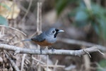 Black-faced monarch. Adult bird on branch. Conondale Ranges, Queensland, Australia, October 2014. Image © Philip Griffin by Philip Griffin.