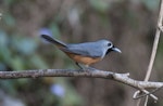 Black-faced monarch. Adult bird on branch. Conondale Ranges, Queensland, Australia, October 2014. Image © Philip Griffin by Philip Griffin.