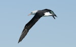 Black-browed mollymawk | Toroa. Adult in flight. Kaikoura pelagic, August 2011. Image © Philip Griffin by Philip Griffin.