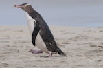 Yellow-eyed penguin | Hoiho. Adult arriving on beach. Otago Peninsula, December 2012. Image © Philip Griffin by Philip Griffin.