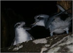 Broad-billed prion | Pararā. Two adults. Kundy Island, Stewart Island, March 2011. Image © Colin Miskelly by Colin Miskelly.
