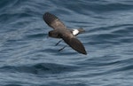 New Zealand storm petrel | Takahikare-raro. Approaching the surface with legs down. Outer Hauraki Gulf, January 2012. Image © Philip Griffin by Philip Griffin.
