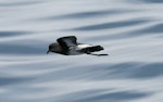 New Zealand storm petrel | Takahikare-raro. Side view of adult in flight. Outer Hauraki Gulf, January 2012. Image © Philip Griffin by Philip Griffin.