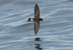 New Zealand storm petrel | Takahikare-raro. Dorsal view of adult in flight. Outer Hauraki Gulf, January 2012. Image © Philip Griffin by Philip Griffin.