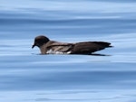 New Zealand storm petrel | Takahikare-raro. Adult resting on water in calm conditions. Tutukaka Pelagic out past Poor Knights Islands, January 2020. Image © Scott Brooks, www.thepetrelstation.nz by Scott Brooks.