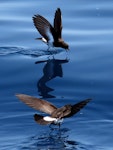 New Zealand storm petrel | Takahikare-raro. Two adults feeding. Tutukaka Pelagic out past Poor Knights Islands, January 2020. Image © Scott Brooks, www.thepetrelstation.nz by Scott Brooks.