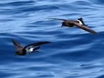 New Zealand storm petrel | Takahikare-raro. Two adults in flight. Tutukaka Pelagic out past Poor Knights Islands, January 2020. Image © Scott Brooks, www.thepetrelstation.nz by Scott Brooks.