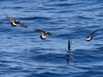 New Zealand storm petrel | Takahikare-raro. Four adults feeding. Tutukaka Pelagic out past Poor Knights Islands, January 2020. Image © Scott Brooks, www.thepetrelstation.nz by Scott Brooks.