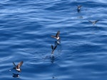 New Zealand storm petrel | Takahikare-raro. Five adults feeding. Tutukaka Pelagic out past Poor Knights Islands, January 2020. Image © Scott Brooks, www.thepetrelstation.nz by Scott Brooks.