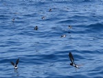 New Zealand storm petrel | Takahikare-raro. Flock feeding (with one white-faced storm petrel). Tutukaka Pelagic out past Poor Knights Islands, January 2020. Image © Scott Brooks, www.thepetrelstation.nz by Scott Brooks.