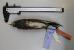 New Zealand storm petrel | Takahikare-raro. Holotype specimen in Tring Museum, UK - NHM 1895.2.1.11. New Zealand. Image © Alan Tennyson & the Natural History Museum by Alan Tennyson.