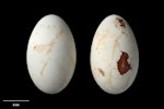 Bounty Island shag. Clutch (NMNZ OR.021488, collected by Gerry van Tets). Proclamation Island, Bounty Islands, November 1978. Image © Te Papa by Jean-Claude Stahl.