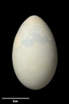 Pitt Island shag | Kawau o Rangihaute. Egg 55.2 x 33.6 mm (NMNZ OR.016038, collected by Don Merton). Rangatira Island, Chatham Islands, November 1970. Image © Te Papa by Jean-Claude Stahl.