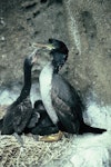 Pitt Island shag | Kawau o Rangihaute. Adult with chicks. Mangere Island, Chatham Islands, December 1987. Image © Alan Tennyson by Alan Tennyson.