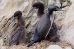 Pitt Island shag | Kawau o Rangihaute. Adult at nest with two large chicks. Point Munning, Chatham Islands, October 2012. Image © Mark Fraser by Mark Fraser.