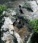 Pitt Island shag | Kawau o Rangihaute. Pair with chicks close to fledging. Rangatira Island, Chatham Islands, December 2002. Image © Department of Conservation (image ref: 10050877) by Helen Gummer, Department of Conservation.