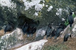 Pitt Island shag | Kawau o Rangihaute. Breeding colony with adults and chicks close to fledging. Rangatira Island, Chatham Islands, December 2002. Image © Department of Conservation (image ref: 10050878) by Helen Gummer, Department of Conservation.