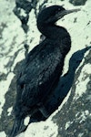 Pitt Island shag | Kawau o Rangihaute. Chick close to fledging. Rangatira Island, Chatham Islands, January 1984. Image © Department of Conservation (image ref: 10033362) by Phil Clerke, Department of Conservation.