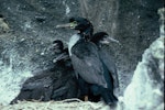Pitt Island shag | Kawau o Rangihaute. Adults with chicks. Mangere Island, Chatham Islands, December 1987. Image © Alan Tennyson by Alan Tennyson.