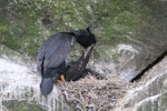 Pitt Island shag | Kawau o Rangihaute. Adult feeding two chicks. Chatham Islands, October 2010. Image © Jenny Atkins by Jenny Atkins.