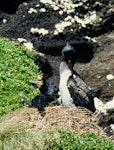 Pitt Island shag | Kawau o Rangihaute. Adult bird preening at the nest. Rangatira Island, Chatham Islands, November 2002. Image © Department of Conservation (image ref: 10050880) by Helen Gummer, Department of Conservation.