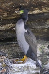 Pitt Island shag | Kawau o Rangihaute. Adult beside empty nest. Waitangi West, Chatham Islands, November 2011. Image © Mark Fraser by Mark Fraser.