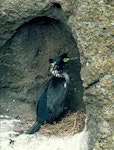 Pitt Island shag | Kawau o Rangihaute. Adult standing in nest. Little Mangere Island, Chatham Islands, September 1976. Image © Department of Conservation (image ref: 10035644) by Rod Morris, Department of Conservation.
