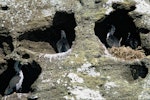 Pitt Island shag | Kawau o Rangihaute. Adults on nests in rock cavities. Rangatira Island, Chatham Islands, August 1968. Image © Department of Conservation (image ref: 10038250) by John Kendrick, Department of Conservation.