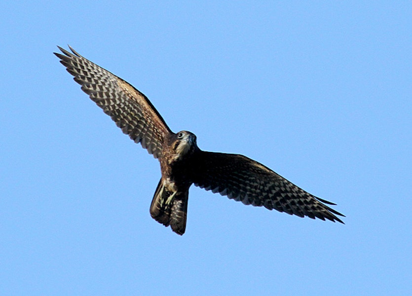 Swamp Harrier (Kāhu)