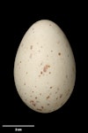 Weka. Western weka egg 61.8 x 41.4 mm (NMNZ OR.008977, collected by Ken Miers). Takahe Valley, Murchison Mountains, Fiordland, November 1955. Image © Te Papa by Jean-Claude Stahl.