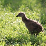 Weka | New Zealand Birds Online
