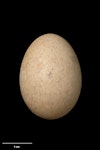 Spotless crake | Pūweto. Egg 30.5 x 22.1 mm (NMNZ OR.007230). Denham Bay, Raoul Island, Kermadec Islands, November 1909. Image © Te Papa by Jean-Claude Stahl.