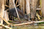 Spotless crake | Pūweto. Juvenile foraging. Pauatahanui Inlet, January 2023. Image © Paul Le Roy by Paul Le Roy.