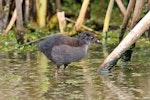 Spotless crake | Pūweto. Juvenile starting to show colour. Pauatahanui Inlet, January 2023. Image © Paul Le Roy by Paul Le Roy.