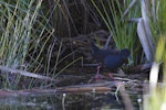 Spotless crake | Pūweto. Adult foraging in wetland. Hawke's Bay, November 2012. Image © Glenda Rees by Glenda Rees.