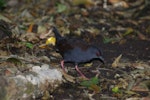 Spotless crake | Pūweto. Adult under forest. Aorangi Island, Poor Knights Islands, February 2013. Image © Colin Miskelly by Colin Miskelly.