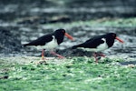 Chatham Island oystercatcher | Tōrea tai. Adults. Mangere Island, Chatham Islands, October 1987. Image © Alan Tennyson by Alan Tennyson.