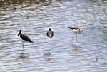 Pied stilt | Poaka. Juvenile on right feeding while adults rest. Tauranga, February 2011. Image © Raewyn Adams by Raewyn Adams.