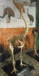 Eastern moa | Moa mōmona. Mounted skeleton in Otago Museum. Southland. Image © Alan Tennyson & Otago Museum by Alan Tennyson.