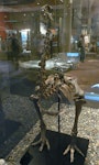 Eastern moa | Moa mōmona. Mounted skeleton in Otago Museum. Dunedin, January 1865. Image © Alan Tennyson & Otago Museum by Alan Tennyson.