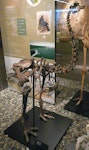 Eastern moa | Moa mōmona. Mounted skeleton in Otago Museum. Dunedin, January 1865. Image © Alan Tennyson & Otago Museum by Alan Tennyson.