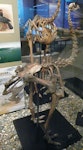 Eastern moa | Moa mōmona. Mounted skeleton in Otago Museum. Dunedin, January 1865. Image © Alan Tennyson & Otago Museum by Alan Tennyson.