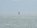 South Polar skua. Ventral view of bird in flight. Cook Strait, January 2013. Image © Alan Tennyson by Alan Tennyson.