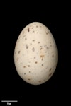 Grey noddy. Egg 43.2 x 29.6 mm (NMNZ OR.007423, collected by Roy Bell). Meyer Island, Kermadec Islands, October 1907. Image © Te Papa by Jean-Claude Stahl.