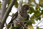 Oriental cuckoo. Fledgling with lepidopteran pupa. Iwaka-oike pond Park, Iwata, Shizuoka, Japan, October 2014. Image © Tomoe Morimoto by Tomoe Morimoto.