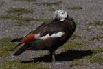 Paradise shelduck | Pūtangitangi. Juvenile female moulting. Lake Taupo, January 2009. Image © Peter Reese by Peter Reese.