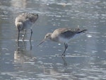 Hudsonian godwit. Non-breeding plumage, with bar-tailed godwit behind. Manawatu River estuary, October 2023. Image © Alan Tennyson by Alan Tennyson.