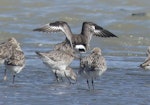 Hudsonian godwit. Non-breeding plumage (centre), with bar-tailed godwits and a red knot. Manawatu River estuary, October 2023. Image © Alan Tennyson by Alan Tennyson.
