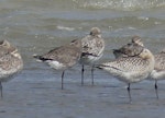 Hudsonian godwit. Non-breeding plumage, roosting (centre), with bar-tailed godwits. Manawatu River estuary, October 2023. Image © Alan Tennyson by Alan Tennyson.